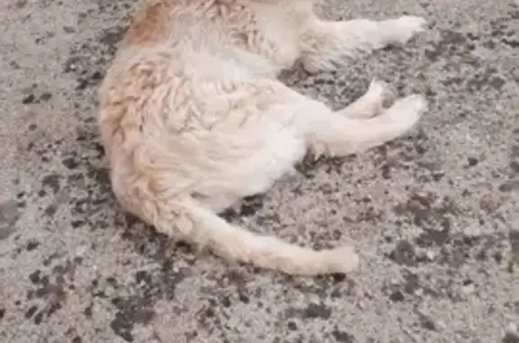 Chien perdu Muzillac, photo : Chien sourd perdu à Muzillac