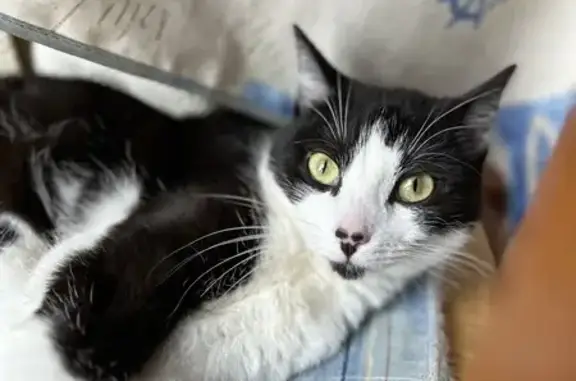 Chat perdu, La Charité-sur-Loire, photo: Chatte noire et blanche perdue