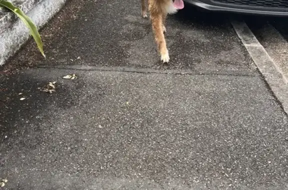 Chien perdu à Bassens retrouvé - photo