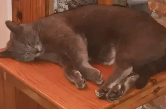 Animaux perdus , photo: Chatte Shipie disparue à Capens
