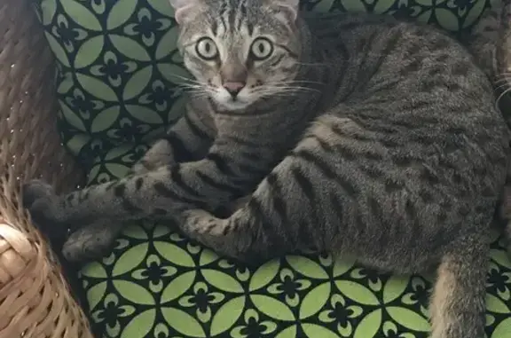 Animaux perdus Puisserguier, photo: Chat gris perdu à Puisserguier