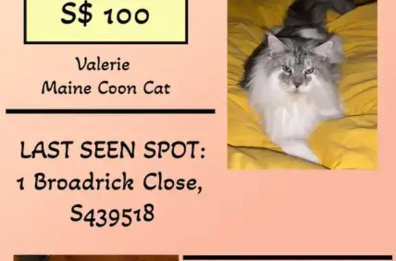 Lost Maine Coon: Black Smoke & White Paws!