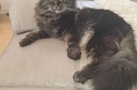 Chat perdu, Tassin-la-Demi-Lune, photo: Avis de recherche: Gonzo, chat perdu