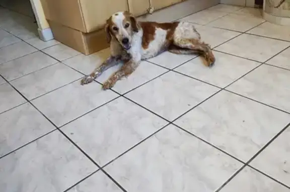 Chien femelle trouvé chez Lidl Saleilles - photo