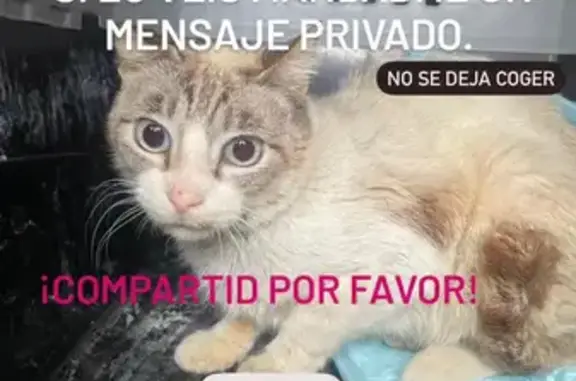 Gato Blanco Asustadizo Perdido en Murcia