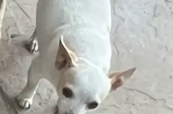 Lost Senior Chihuahua - White & Tan, Tucson!