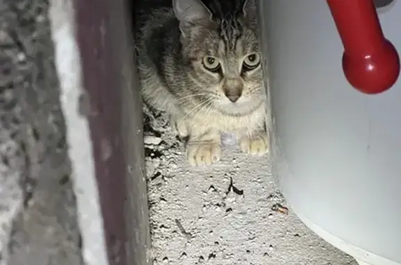Chat trouvé à Germigny-des-Prés - photo