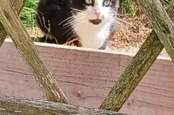 Chat égaré à la Vallée de l'Yonne - photo