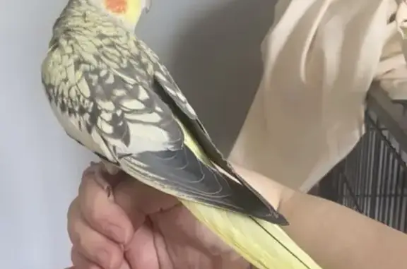 Lost pets Bean Station, photo: Lost Pearl Cockatiel Daisy - Help Find Her!