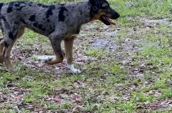 Found Puppy: 5-Mo Female Catahoula Mix!