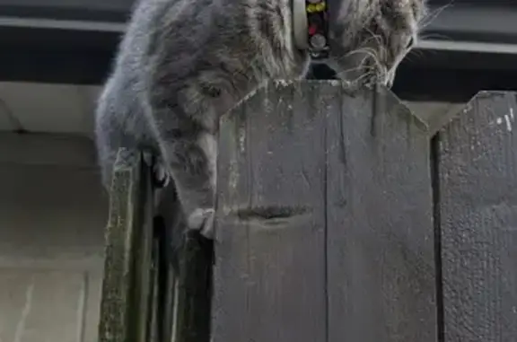 Lost Kitten Alert: Gray Striped, Dual-Collared!