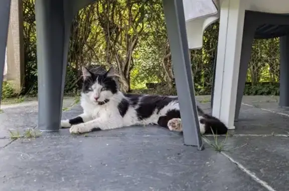 Chat sociable trouvé à Segré - photo