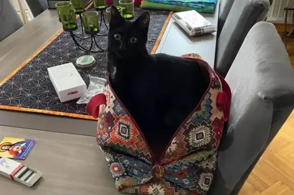 Animaux perdus Belfort, photo: Chatte noire perdue - Belfort
