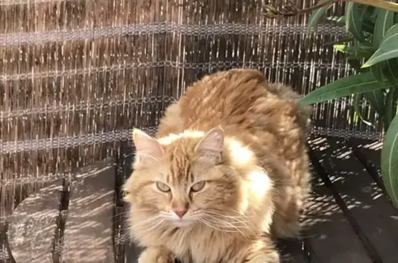 Animaux perdus Toulon, photo: Chatte Plume disparue à Toulon