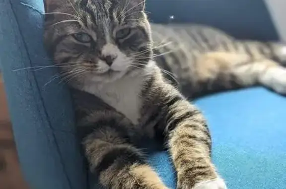Lost Tabby Kitten: White Paws & Collar - Help!