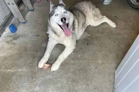 Chien trouvé Le Boupère, photo: Chien perdu au Boupère retrouvé