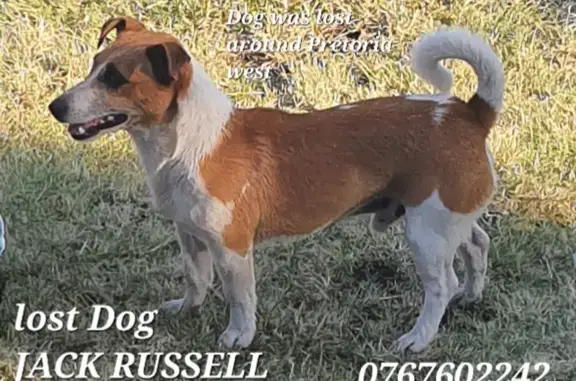 Lost Jack Russell - Frederick St, Pretoria!