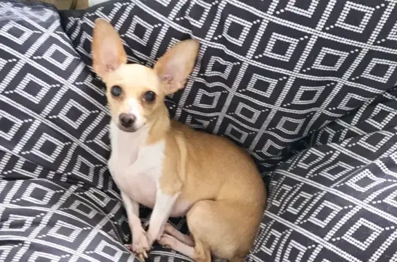 Help Find Foxy: Lost Tan & White Chihuahua