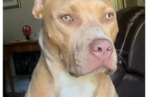 Lost Female Pit Mix - Tan & White, Rock Hill