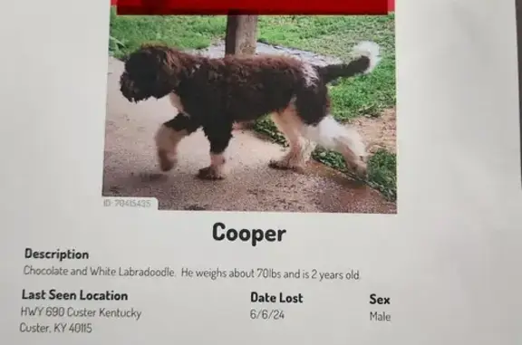Lost Labradoodle! Young Male, Green Collar