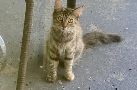 Found: Sweet Mini Dilute Tortie - Beech Grove