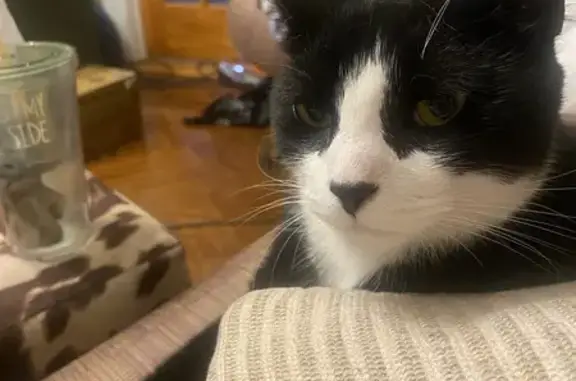 Lost pets , photo: Lost Tuxedo Cat on Sheffield Ave #620!