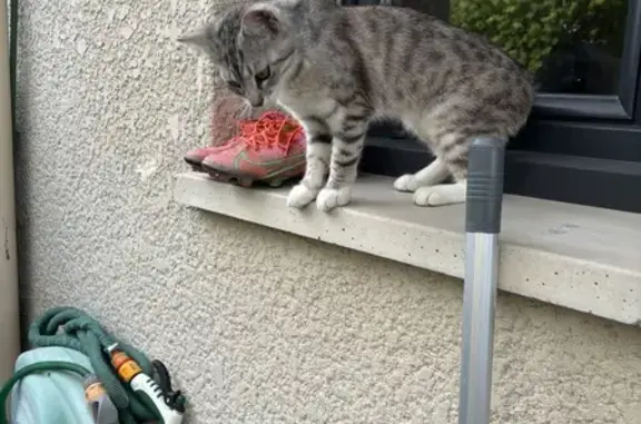 Chaton gris-blanc égaré à Bétheny - photo