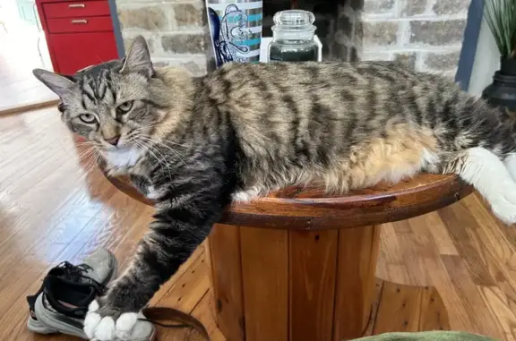 Lost Tabby Jack in Fairhaven - Help Find!
