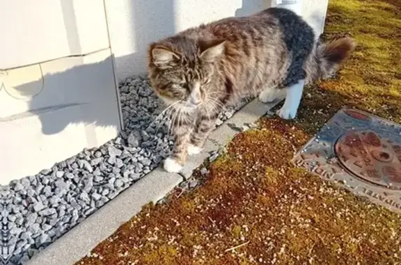 Chat gris maigre trouvé à Surzur - photo