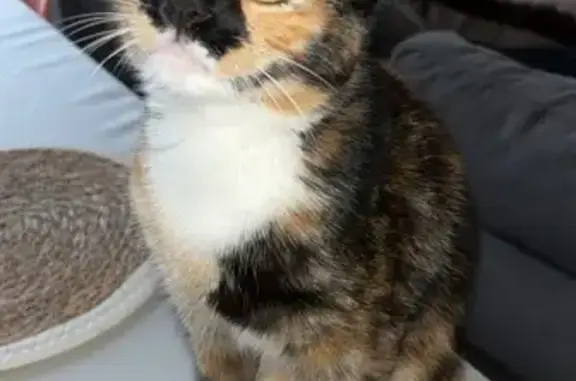 Chat perdu, Épinal, photo: Chat tombé du 4e, Épinal