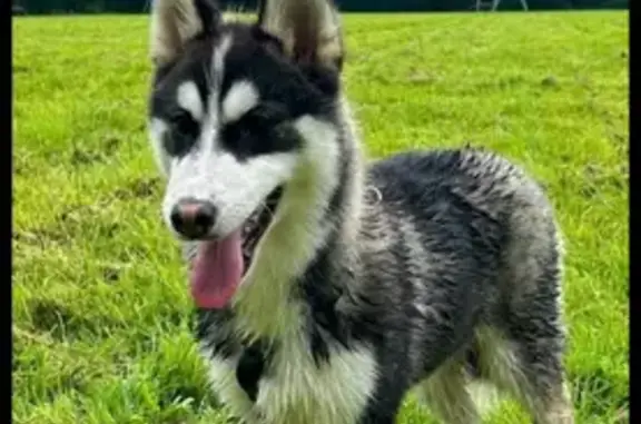 Chien perdu , photo : Chiot Pomsky perdu, harnais vert