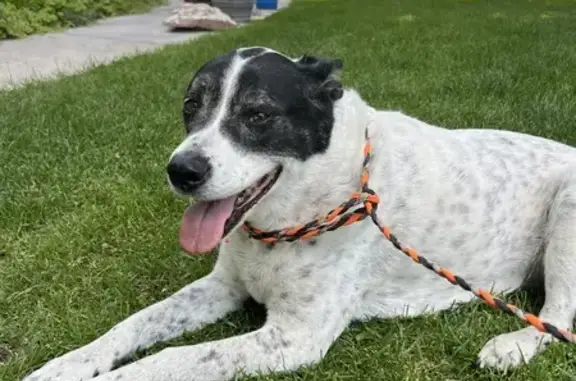 Found Sweet Dog - No Tags | 2706 Fieldstream Ln