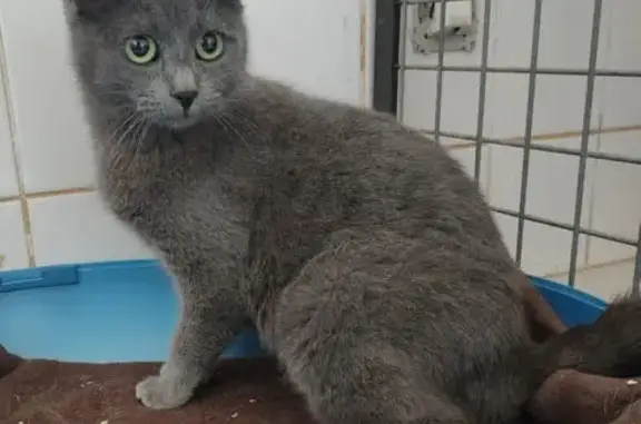 Chatte bleue russe perdue à Ouzouer - photo