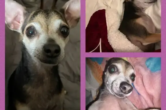 Lost Chihuahua in League City - Help Find Her!