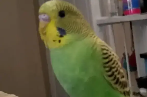 Lost and found pets Warren, photo: Lost Male Parakeet in Warren, OH - Help!