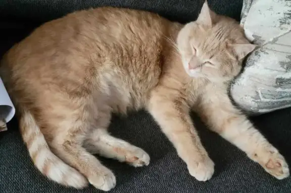 Lost Buff Cat in Cedar Falls - Help Find Her!