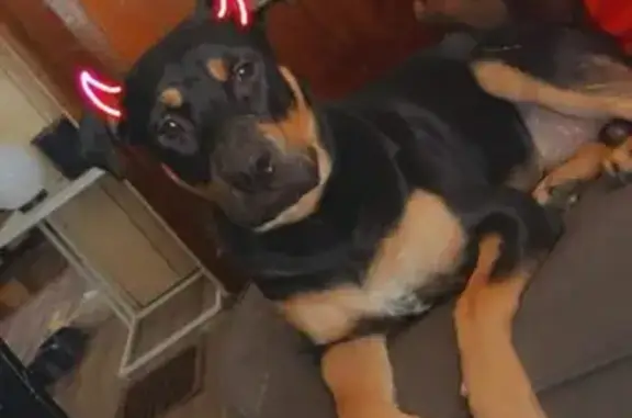 Lost Rottweiler 'Trouble' - Spot His Unique Tongue!