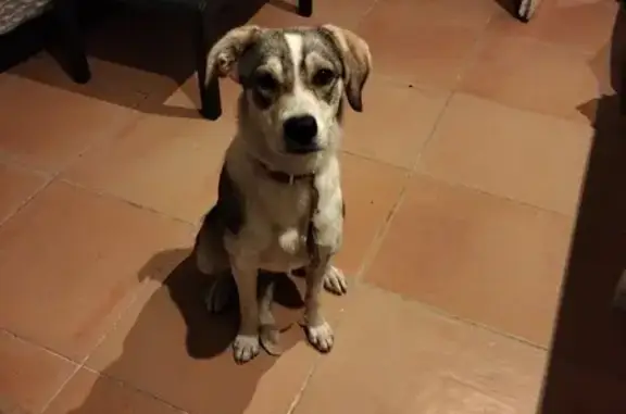 Animaux trouvés , photo: Chienne perdue à Sollacaro D57