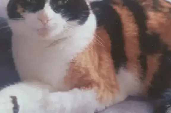 Chat perdu, , photo: Chat disparu à Tréveneuc