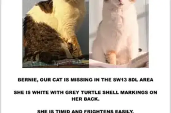 Lost Cat Alert: White & Tortie Female - Help!