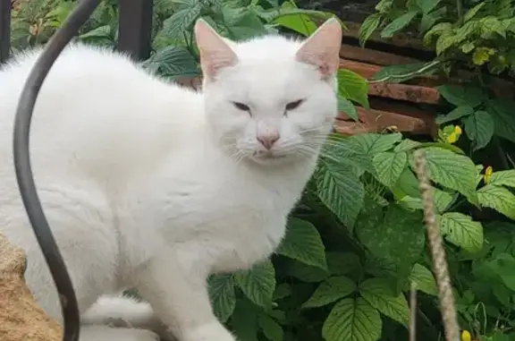 Chat trouvé Bazeilles, photo: Chat blanc trouvé à Bazeilles