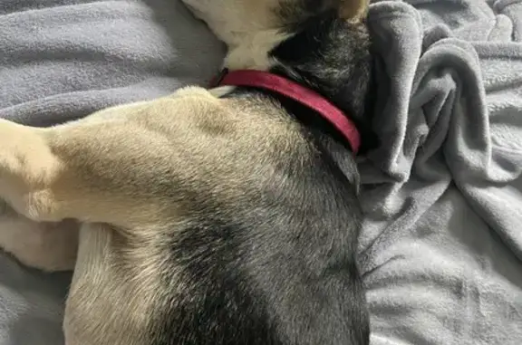 Chien sauvé au château diabolique - photo