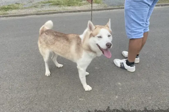 Souki, Husky Perdu à Chauray (79) - photo