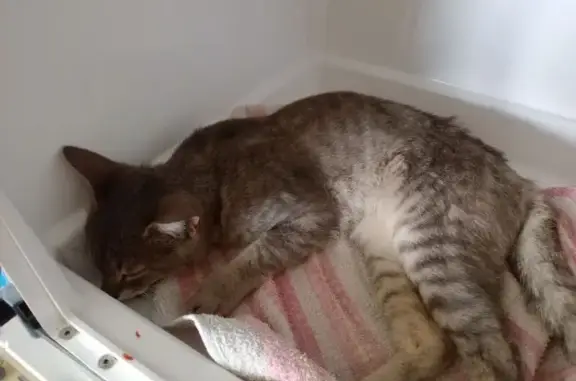 Chat gris blessé trouvé D118 - photo