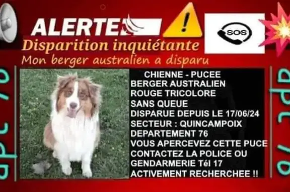 Chien perdu Quincampoix, photo : Chien perdu: Femelle Aussie rouge