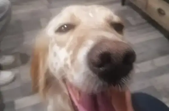 Setter Anglais Trouvé à Avranches - photo