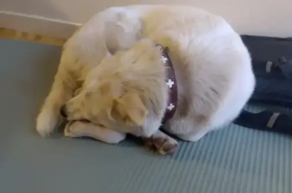 Chien perdu retrouvé à Lyon - photo