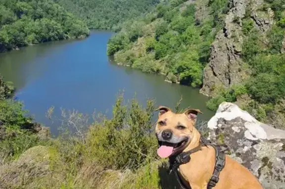 Animaux perdus , photo: Staffie marron perdu près de Moularès