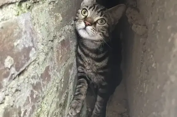 Chat mâle tigré trouvé à Beauvais - photo