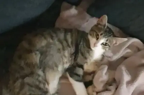 Chat tigré tatoué trouvé à L'Hôpital - photo